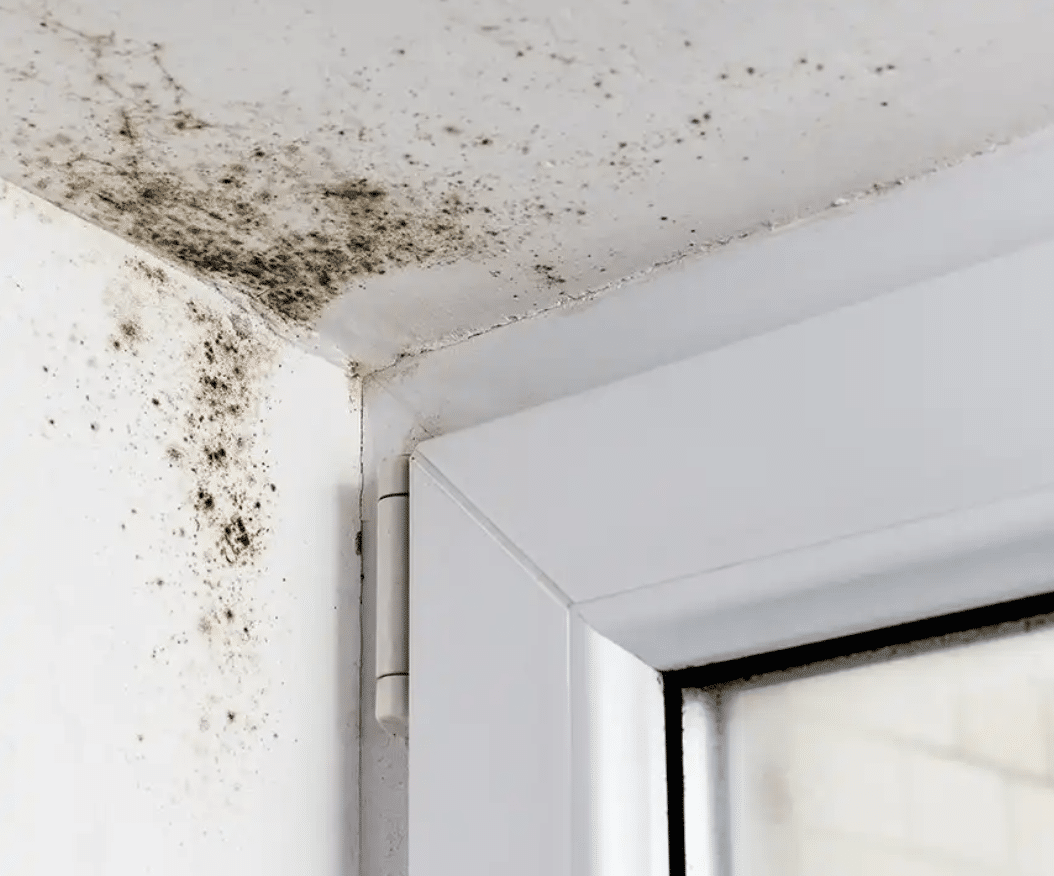 Mold on Ceiling