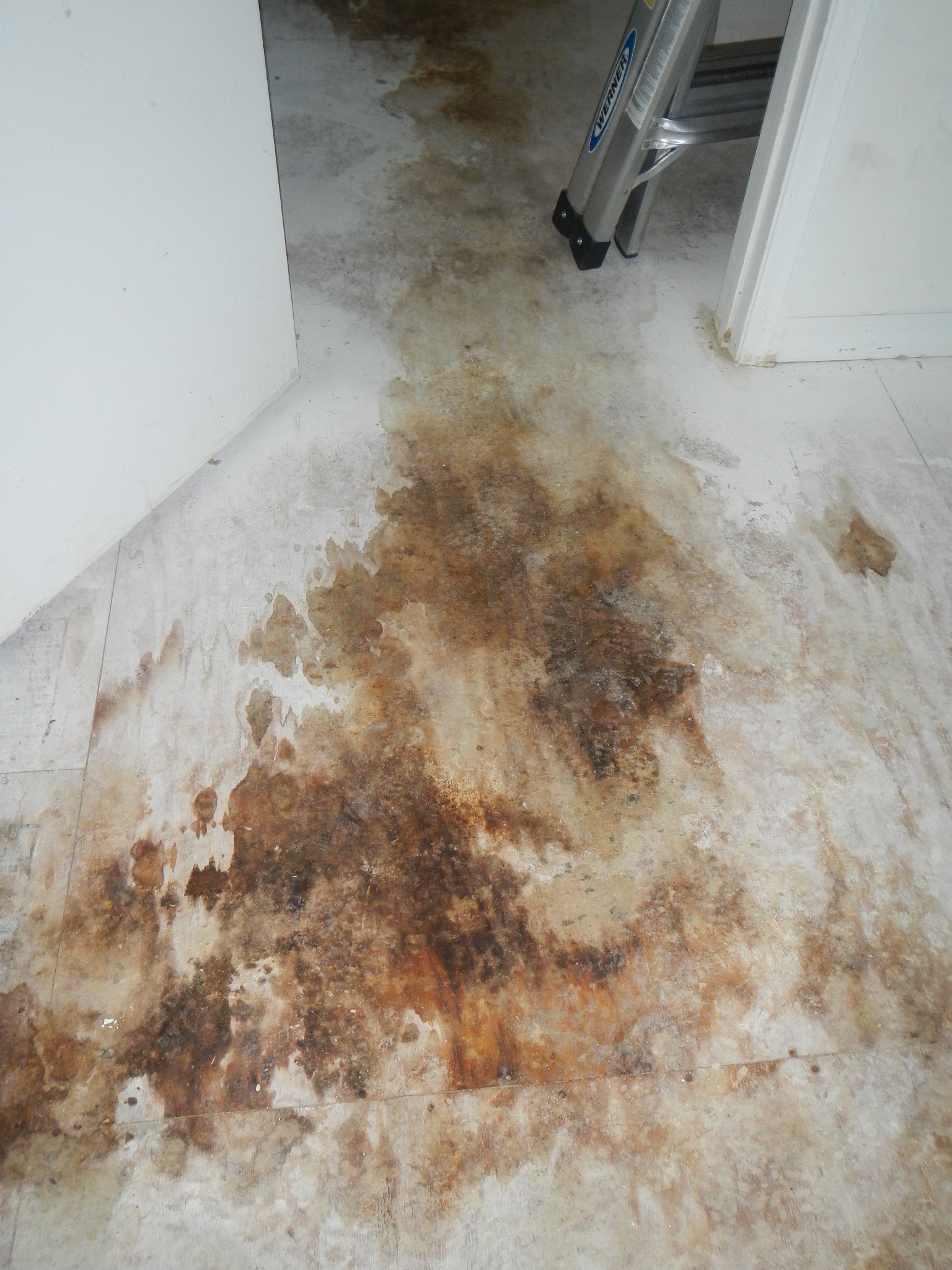 Mold inspections